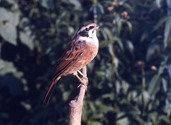 市の鳥 ホオジロ