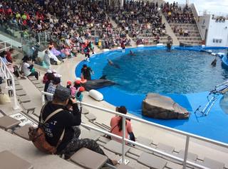 イルカのショーに歓声