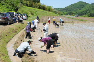 晴天の下、手で苗を植えます