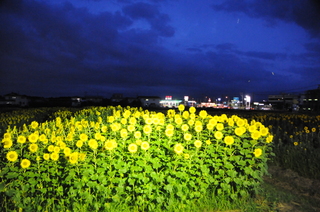 夜は違った趣に