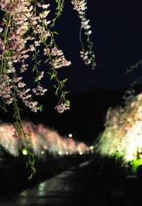 夜、ライトアップされたしだれ桜