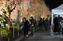 天童温泉しだれ桜まつり（夜桜鑑賞）