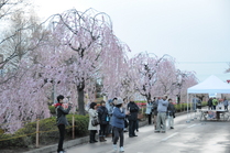 天童温泉しだれ桜まつり