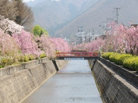 見頃を迎えた倉津川のしだれ桜