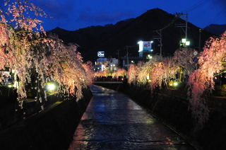 しだれ桜まつりのライトアップ