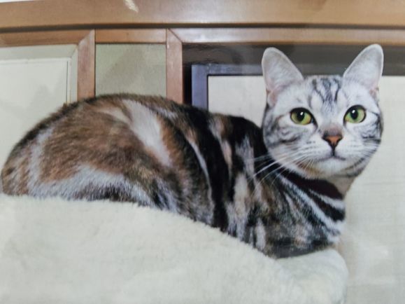 猫写真