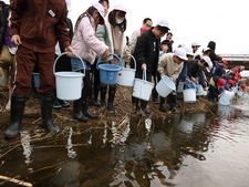 サケ稚魚放流