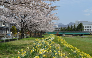 押切川河川敷の桜と水仙