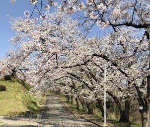 舞鶴山の桜並木
